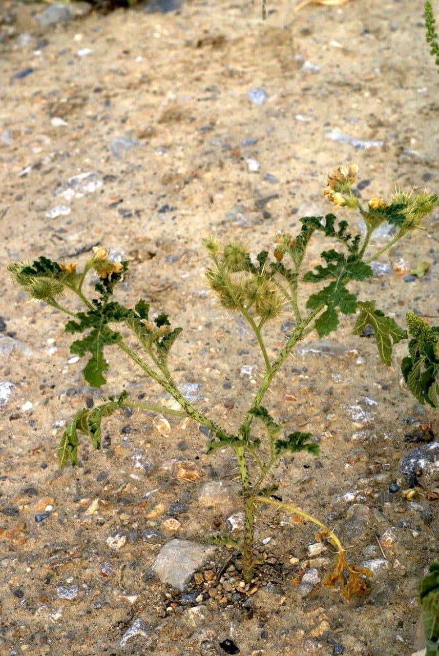 Solanum rostratum 14