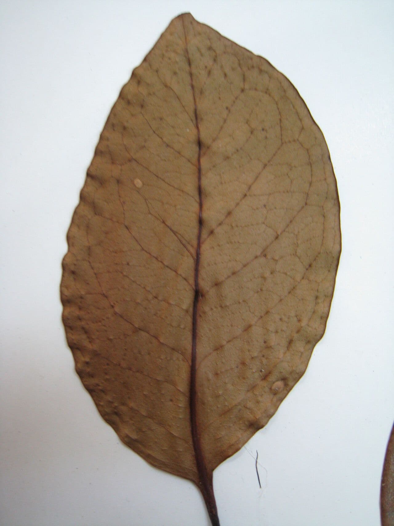Acioa 6