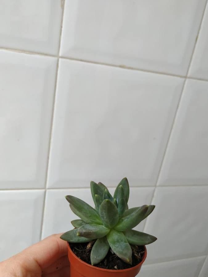 Pachyphytum
