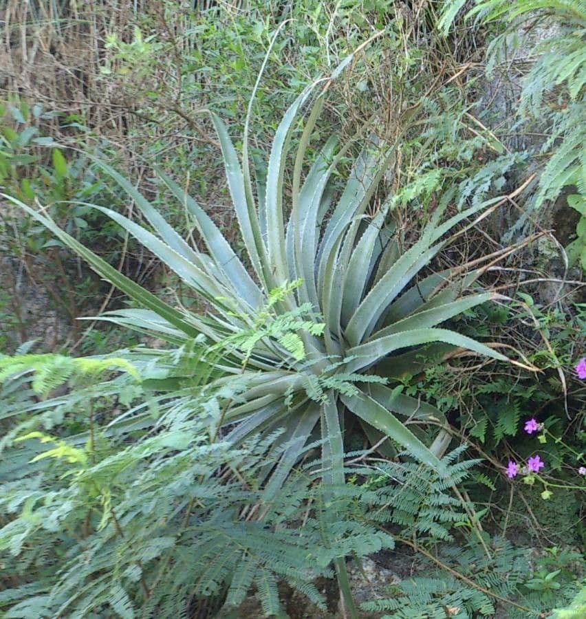 Puya 6