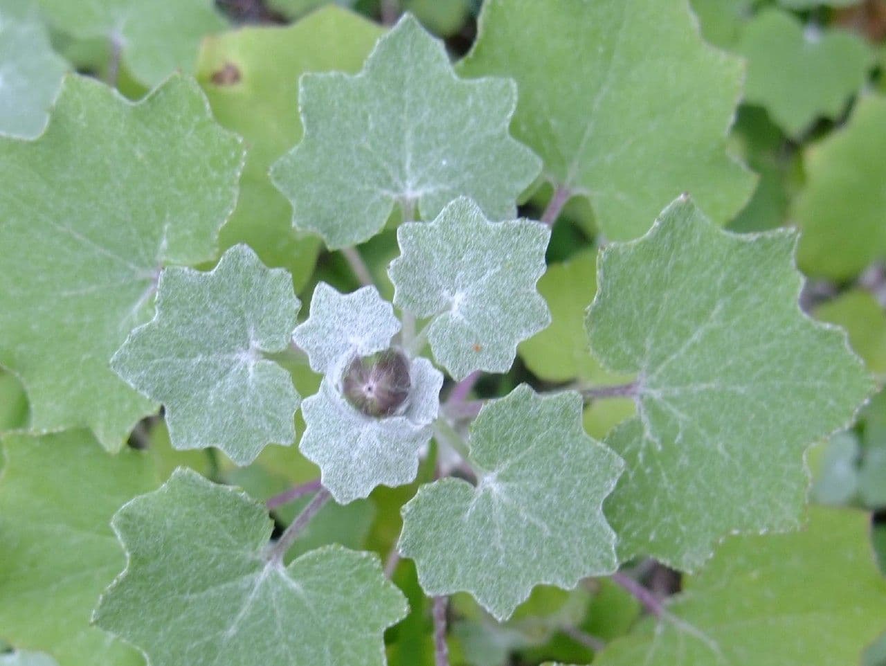 Pericallis 15