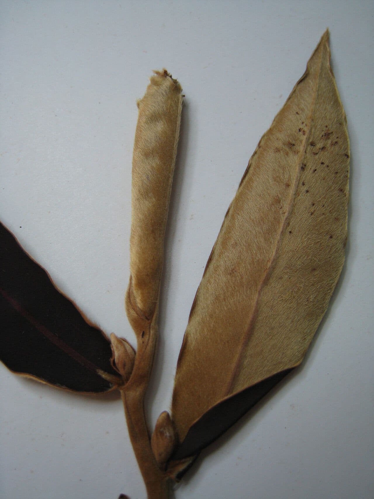 Ebano 10