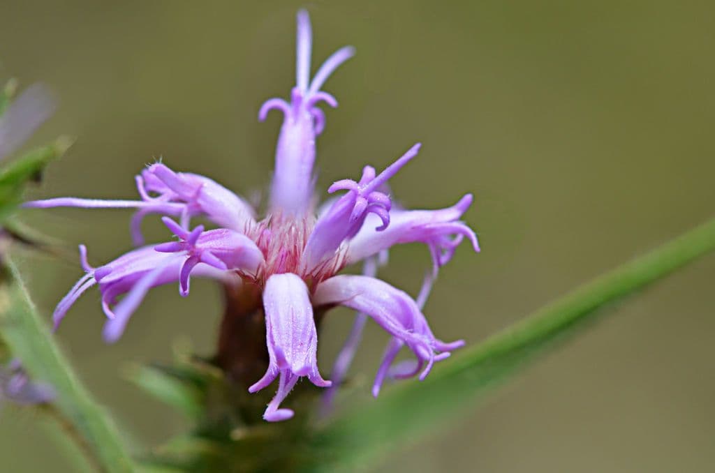 Liatris 4