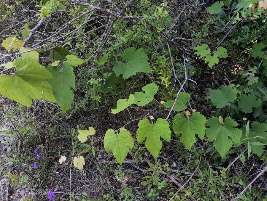 Vitis aestivalis 11