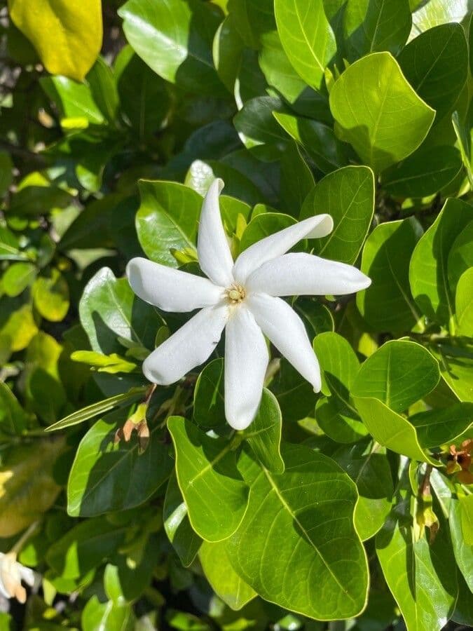 Gardenia tahitańska 3