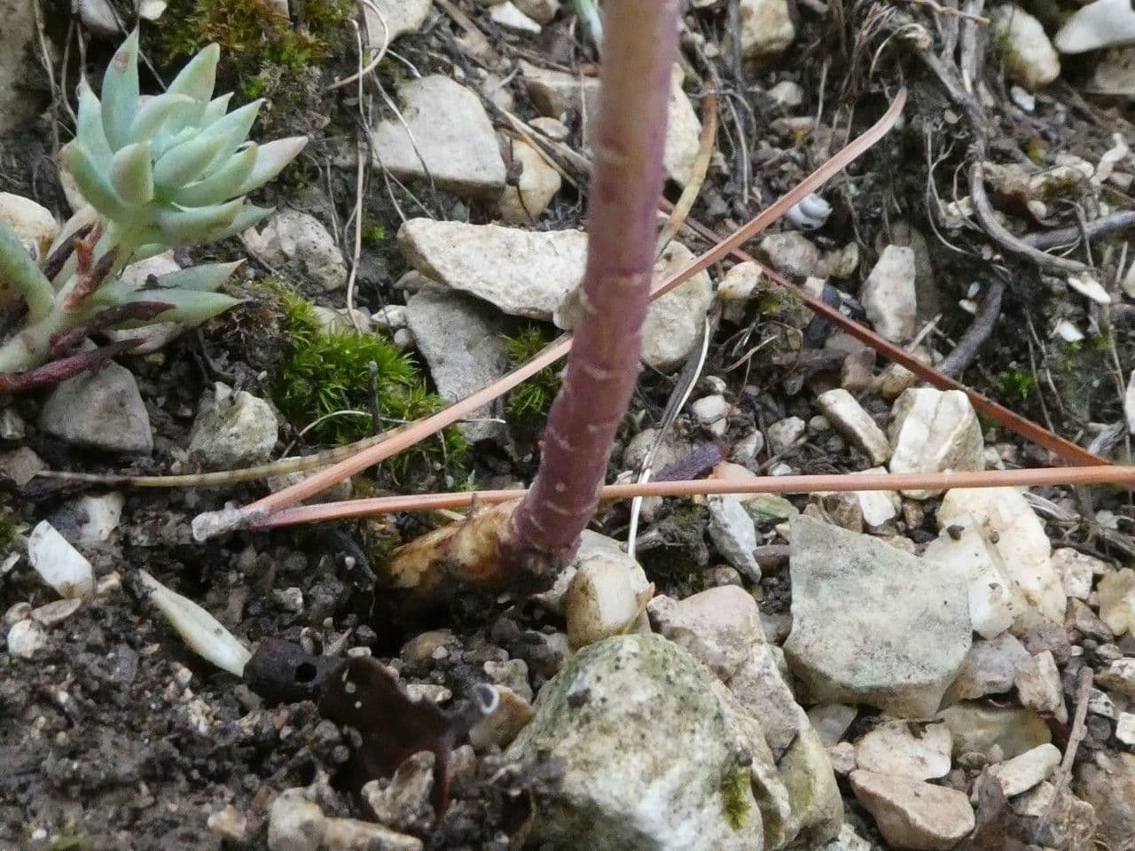 Schiffchenblättrige Schleifenblume 22