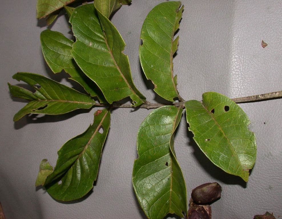 Tapirira 25