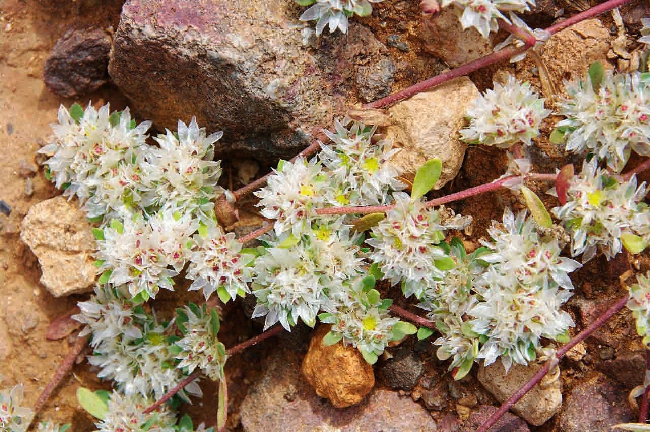 Paronichia araba 3