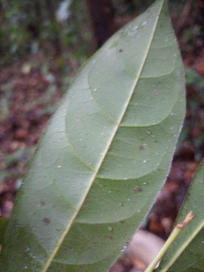 Pouteria 2