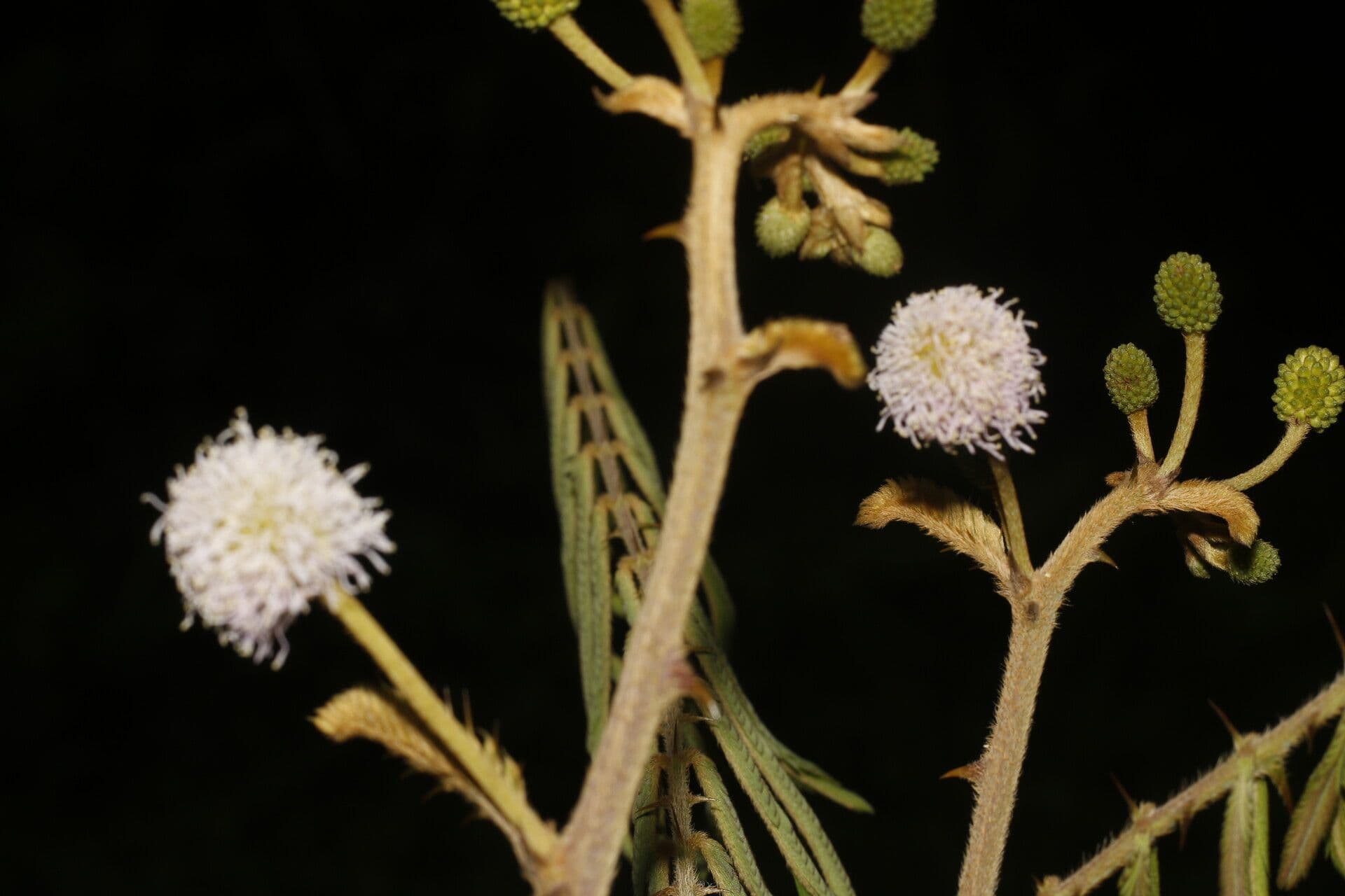 Mimosa 6