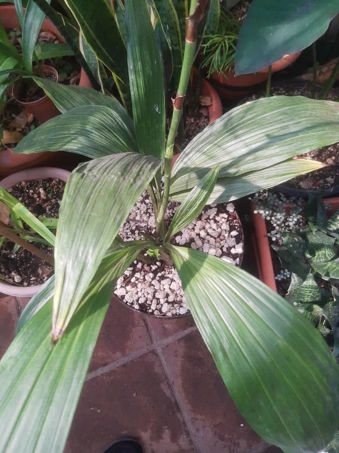 Phaius di Tankerville 15