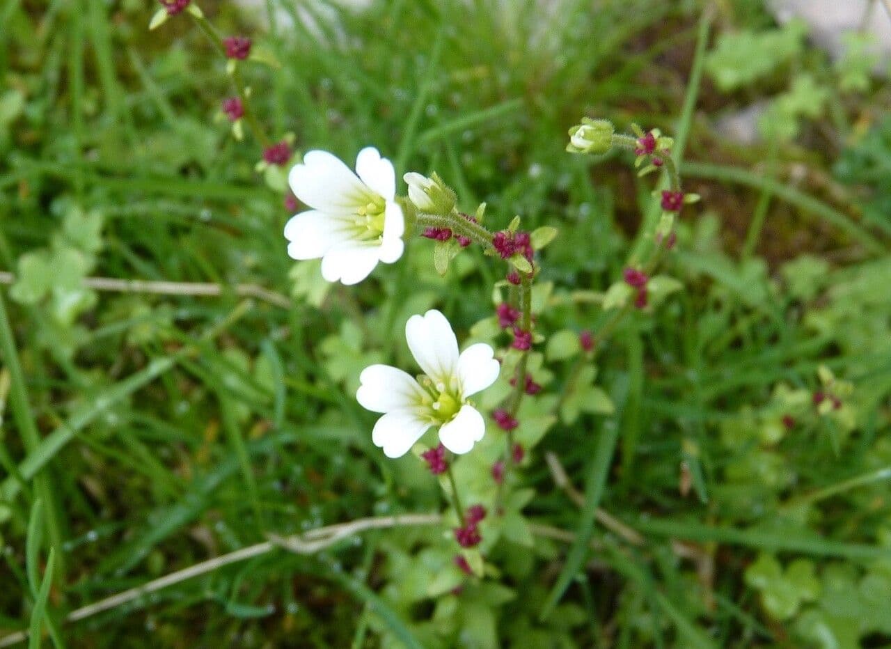 Sassifraga bulbifera 16