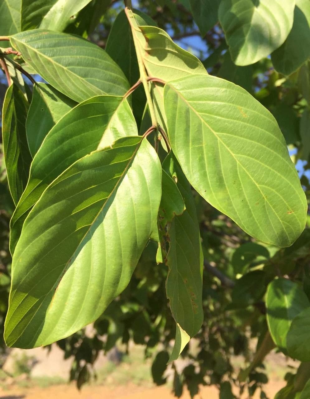 Berchemia discolor 10