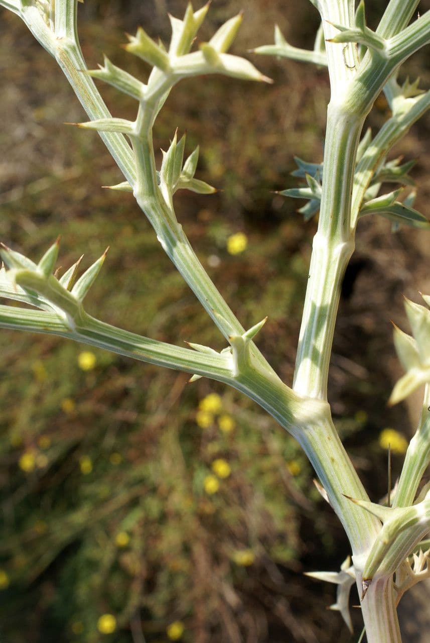 Echinophora spinosa 21