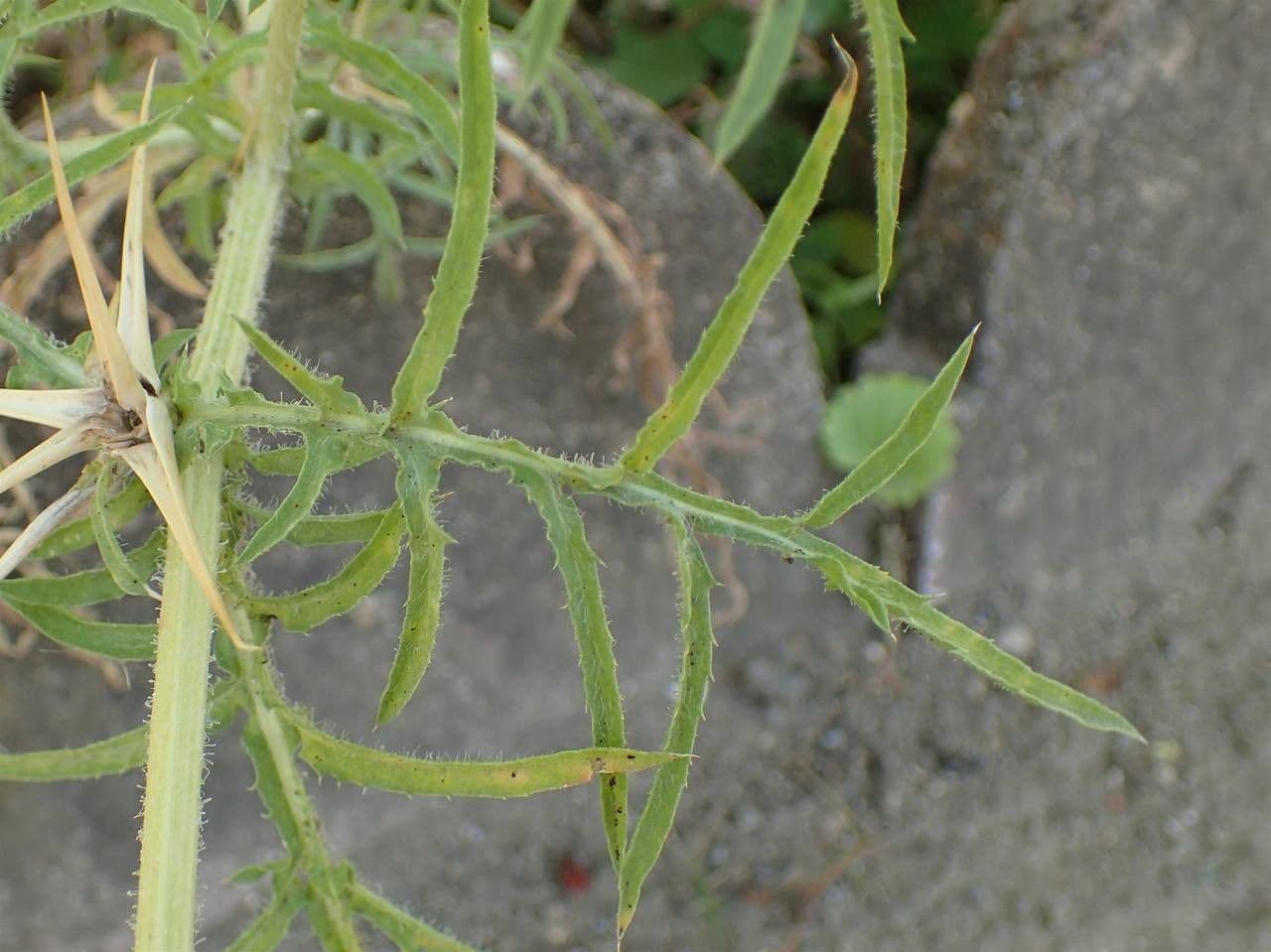 Calcatreppola 23