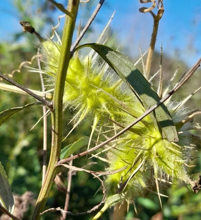 Echinopepon