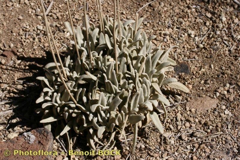 Sideritis