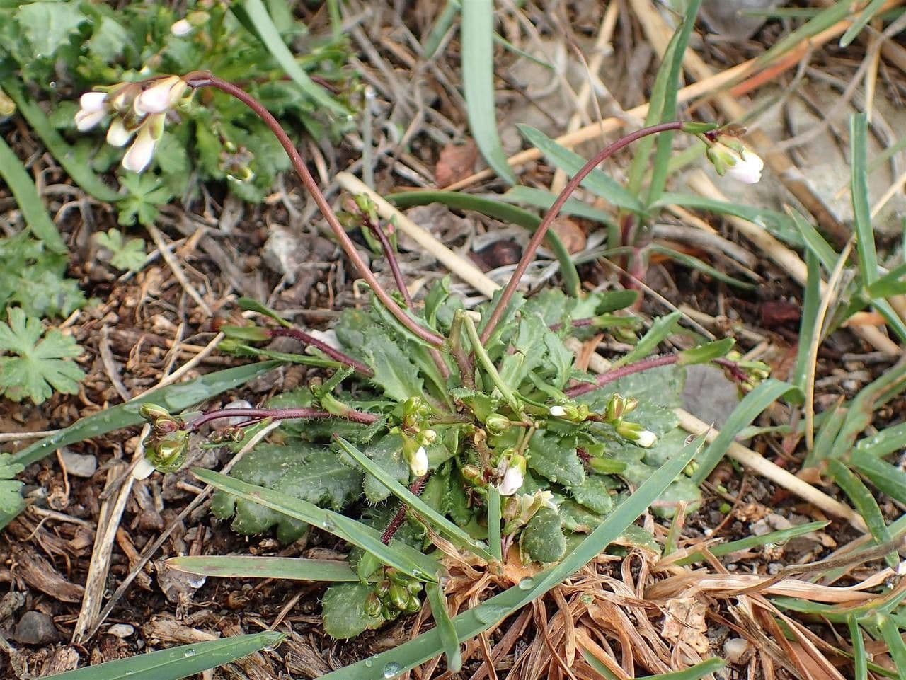 Arabis scabra 9