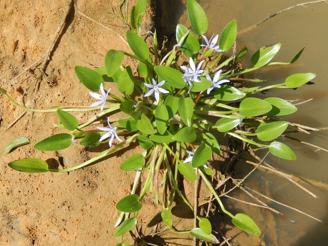 Blauer Schlammpflanze 6