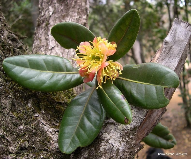 Xanthostemon 12