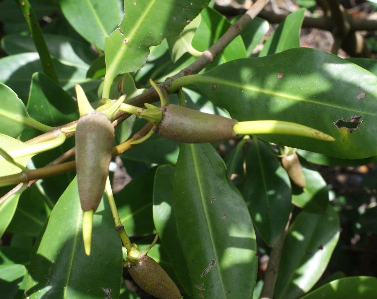 Mangrovia rossa 2