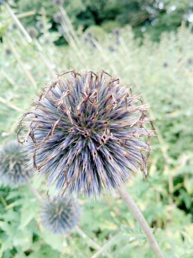 Cardo dei Balcani