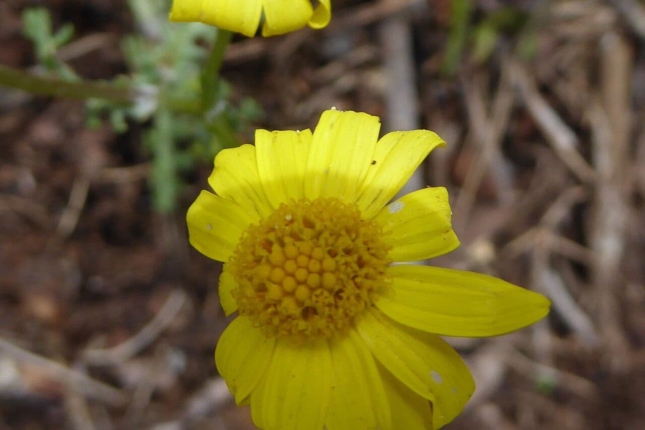 Senecio 4