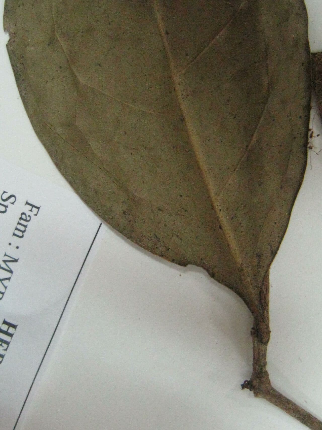 Eugenia 2