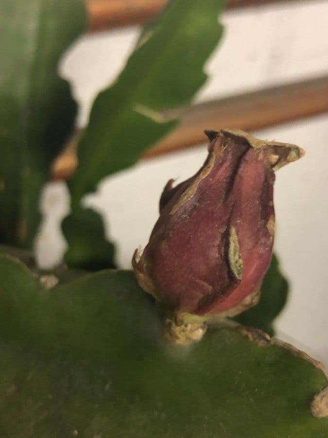 Cactus grimpant