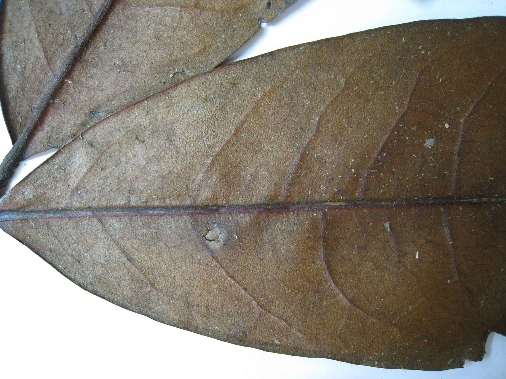 Eritrossilo