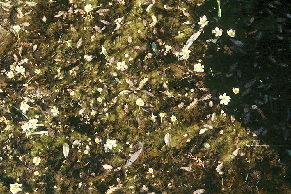 Ranuncolo acquatico 20