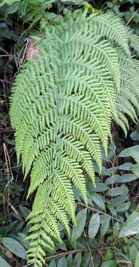 Macrothelypteris 9