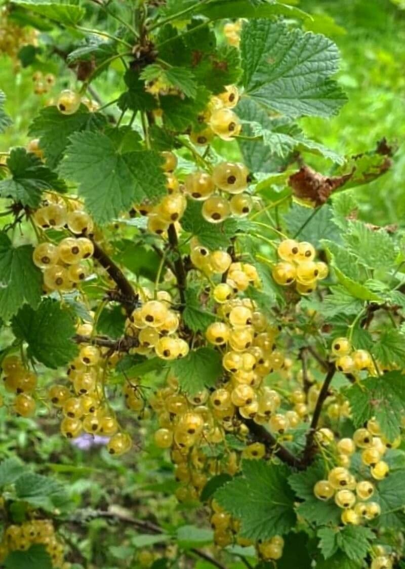 Ribes