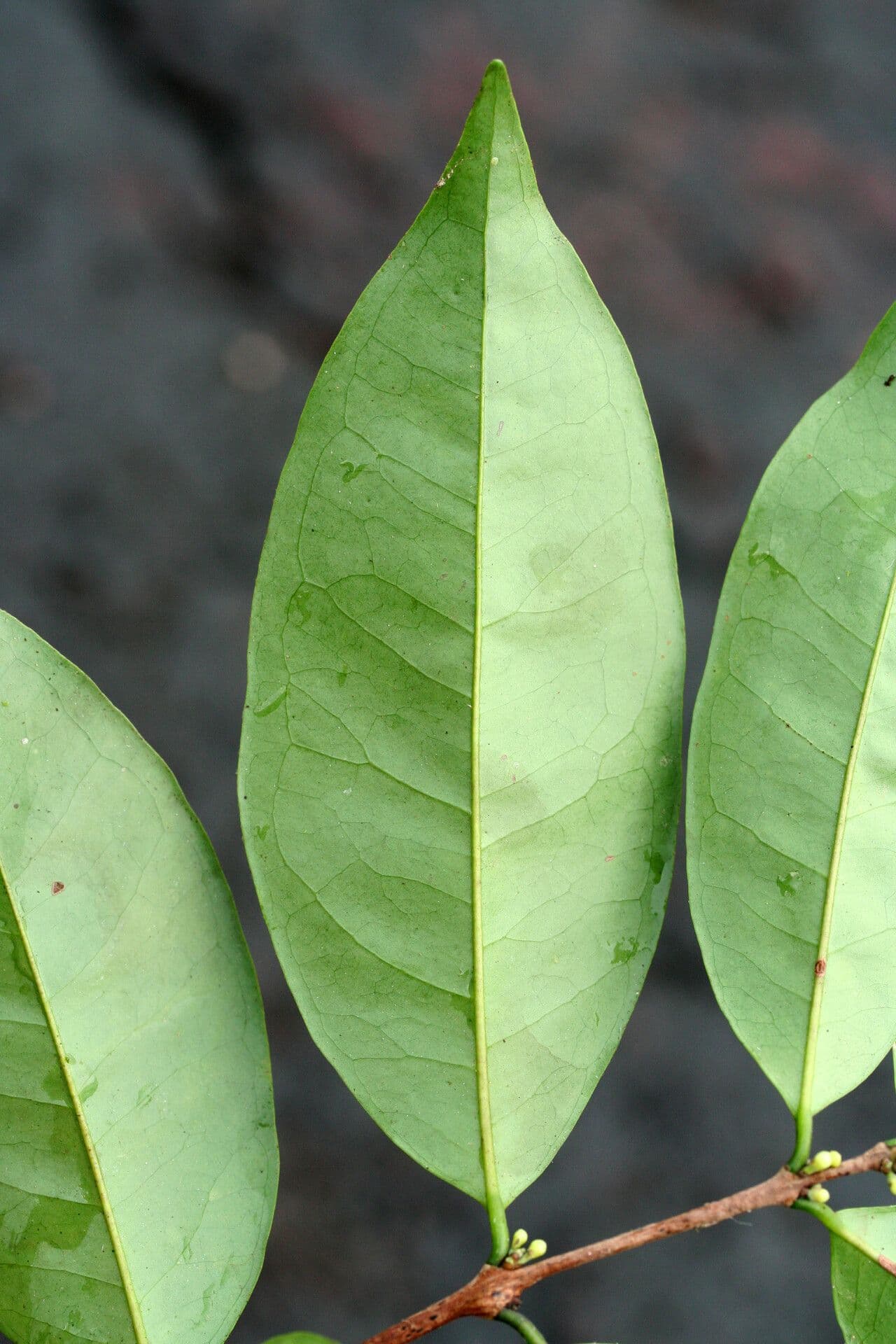 Eugenia 7