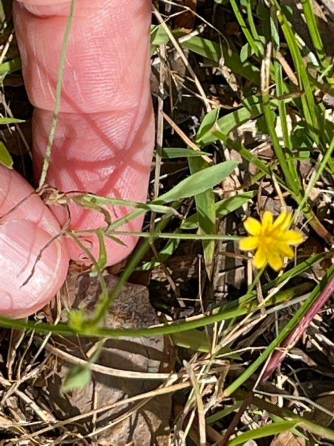 Krigia virginiana 14