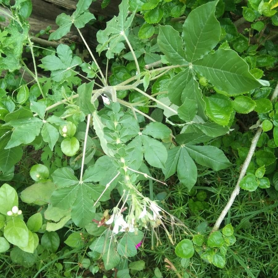 Cleome 2