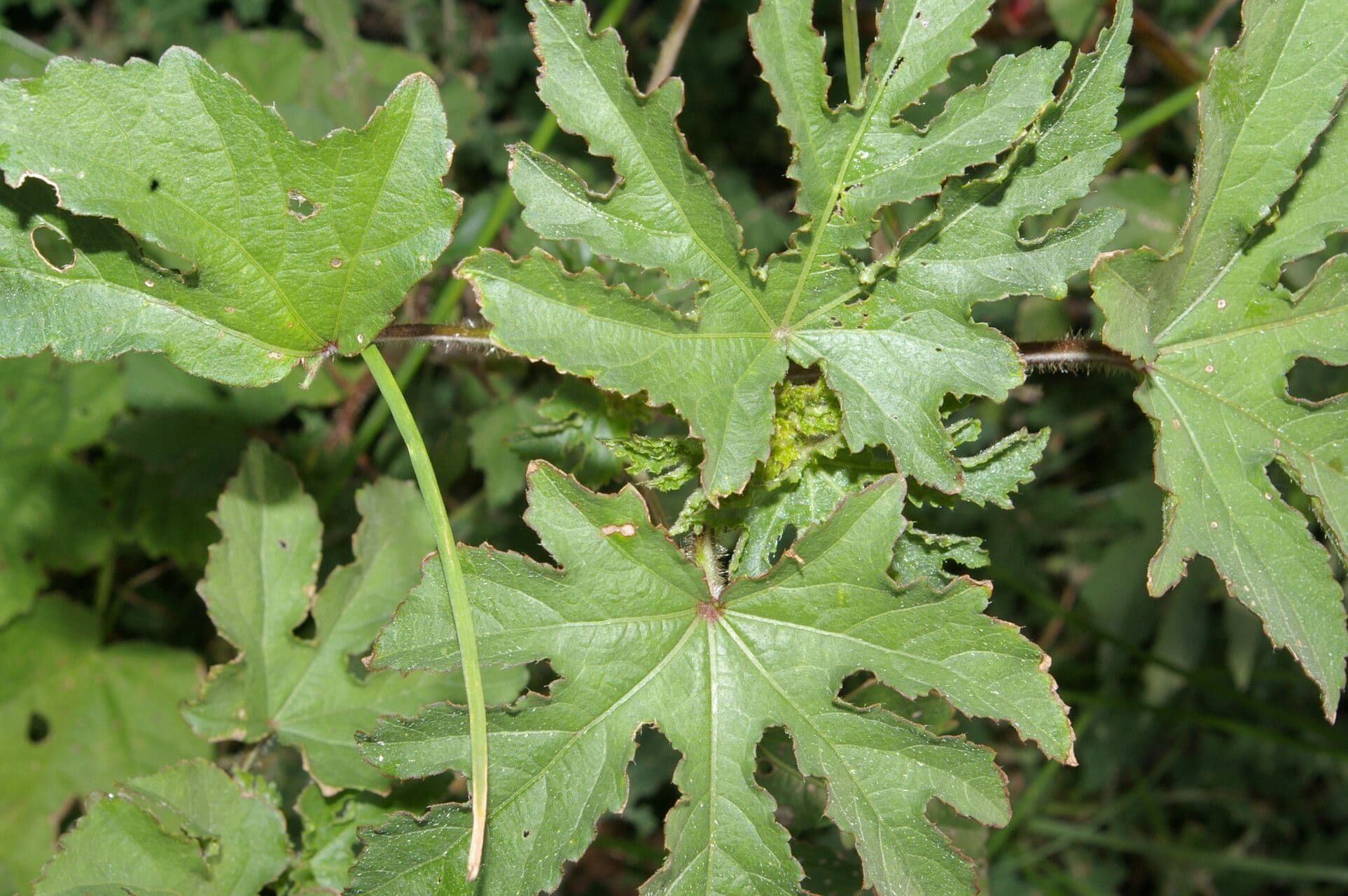 Malachra radiata 5