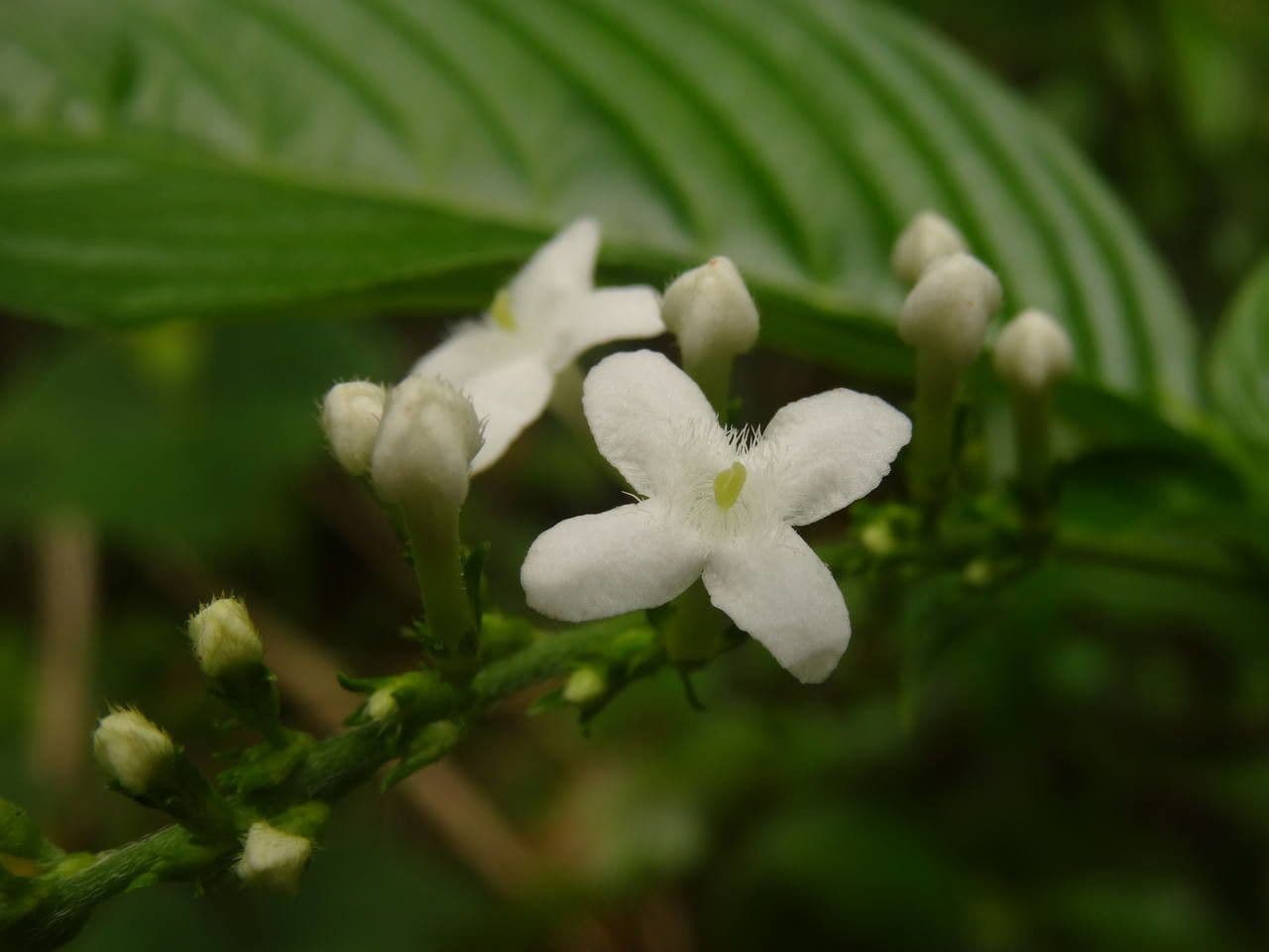 Borstige Gonzalunia 10