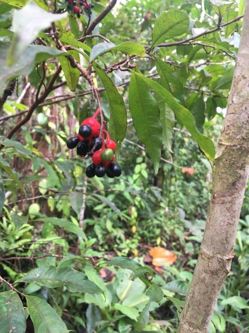 Ardisia 2