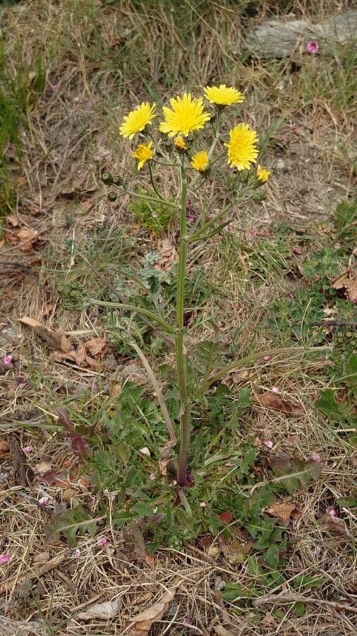 Radicchiella vescicosa 12