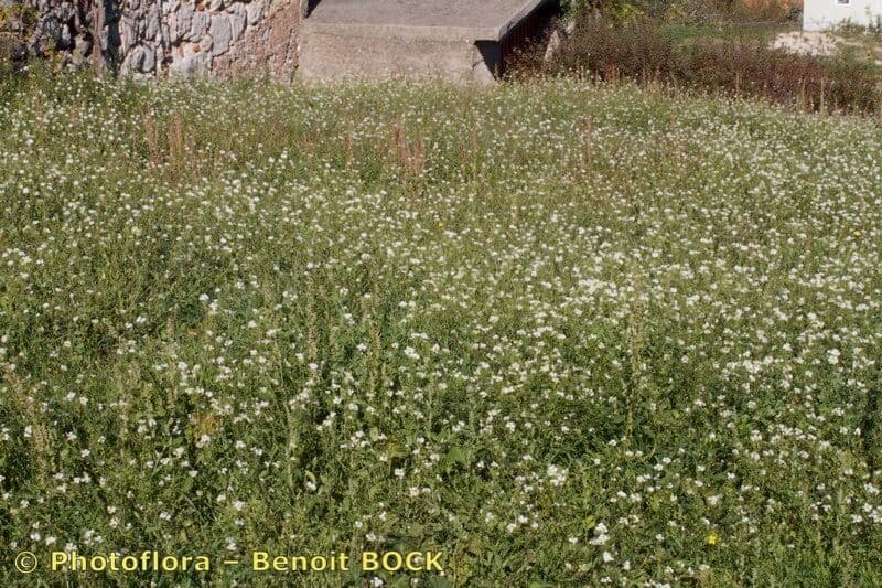 Berteroa mutabilis 6