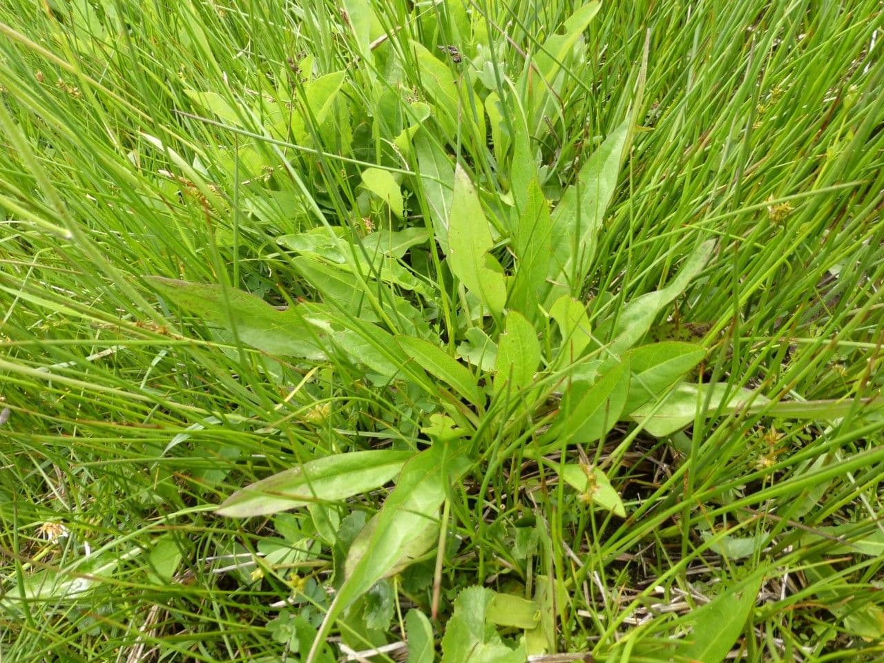 Willemetia stipitata 9
