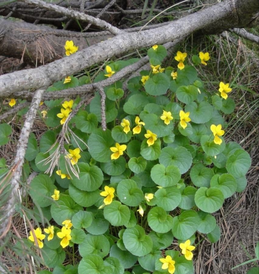 Viola biflora 8
