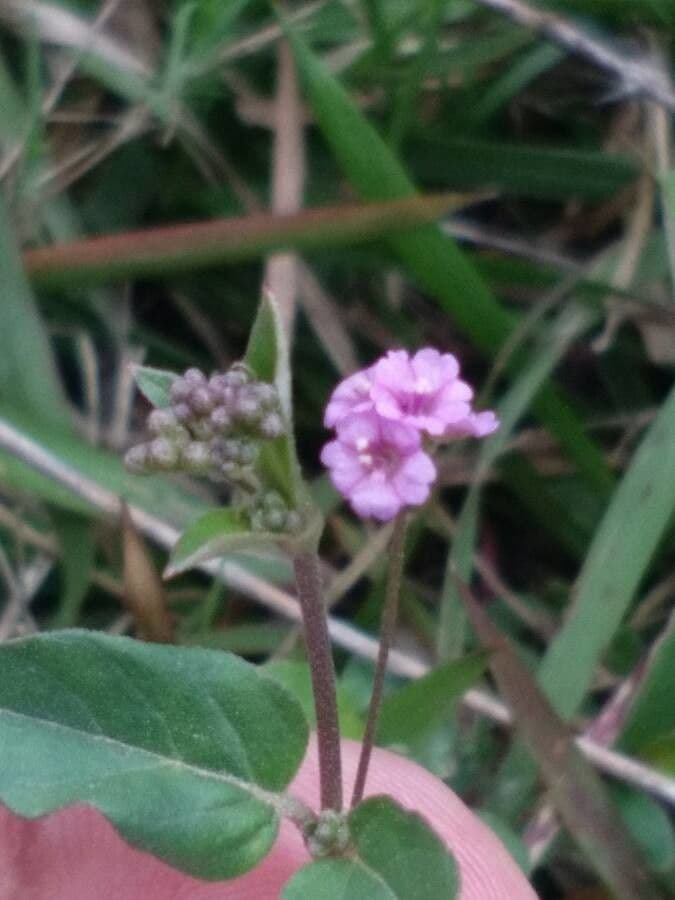 Boerhavia diffusa 6