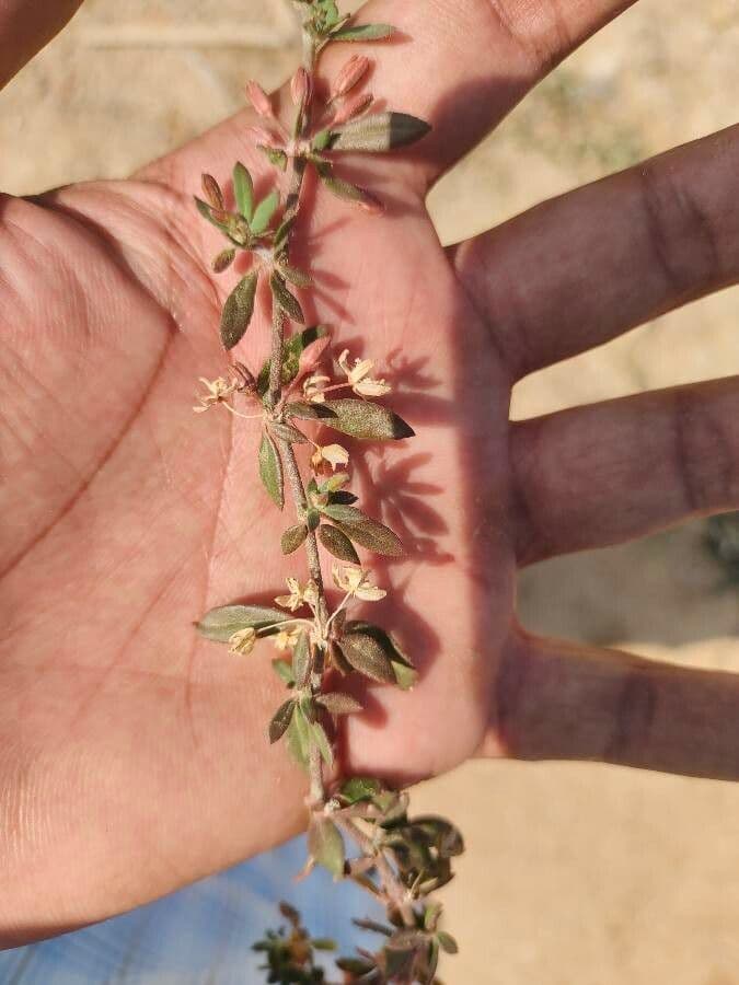 Galium murale 7