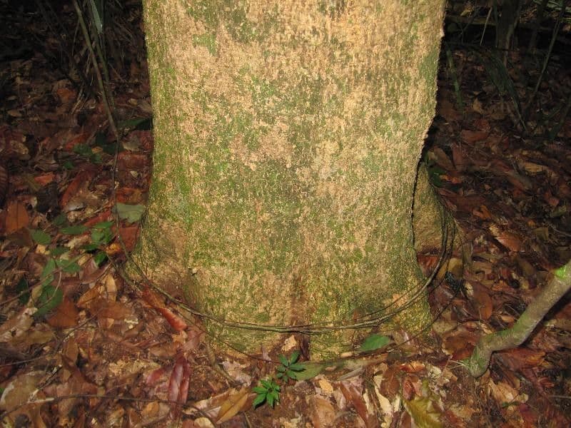 Enterolobium 4