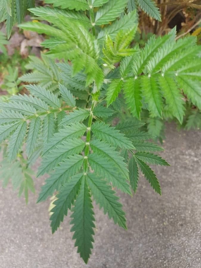 Fiore di miele con ciuffo 5