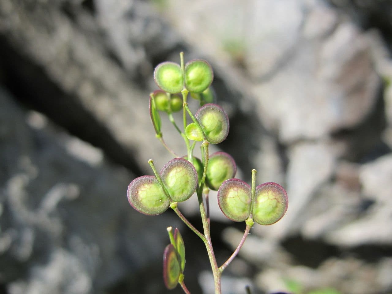 Biscutella arvernensis 3