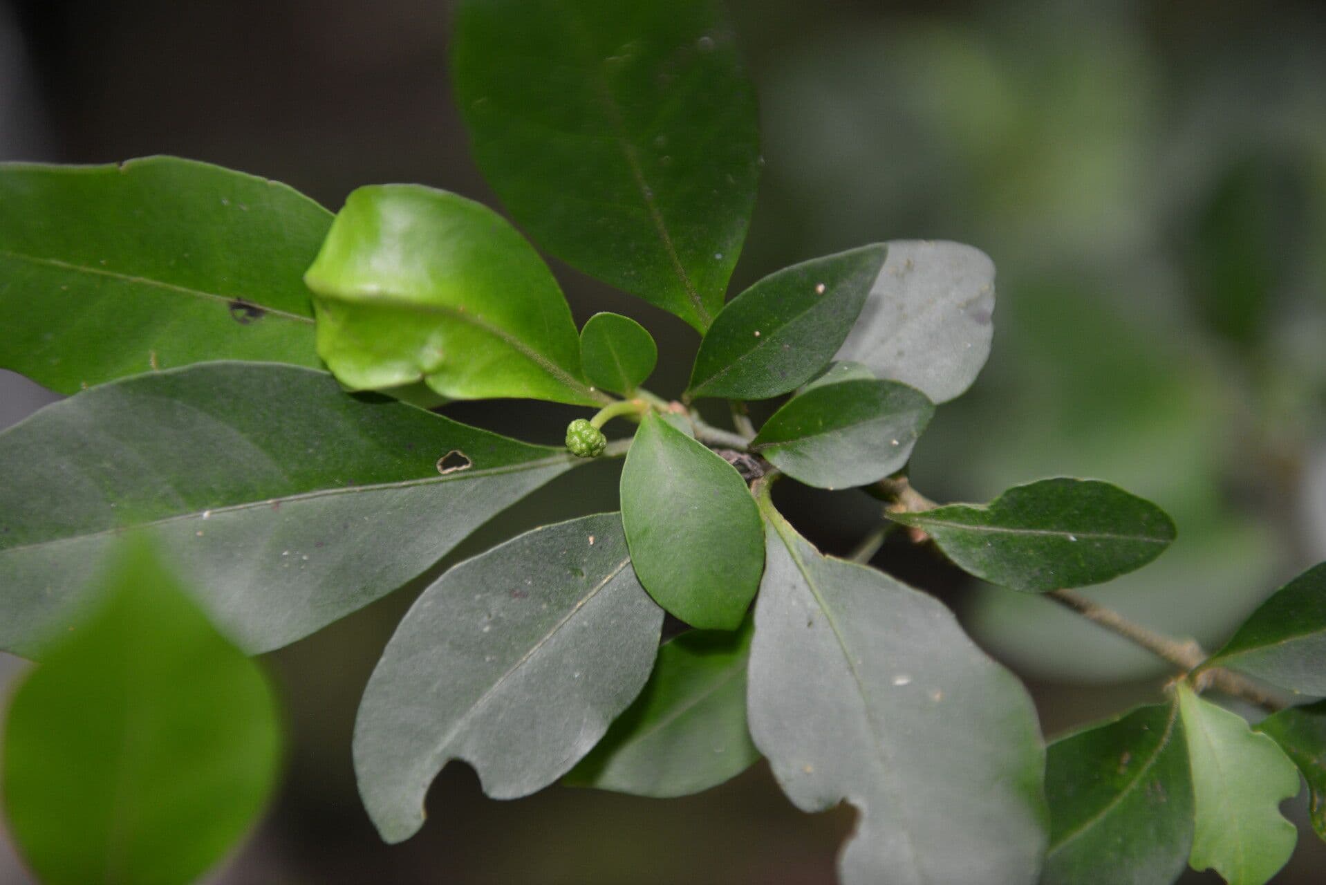 Pisonia 3