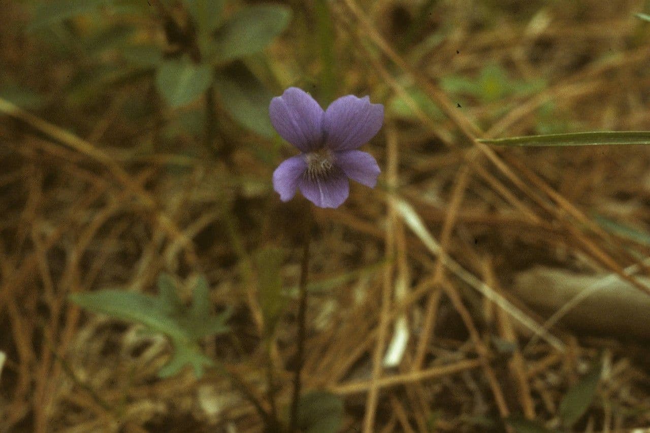 Viola sagittata 10